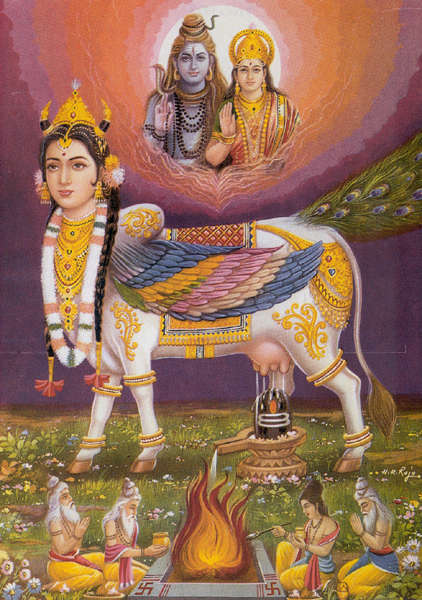 Lait Lactose Anthropologie Vache