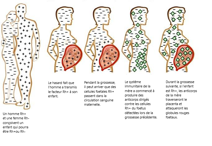 rhésus négatif origine sang neanderthal